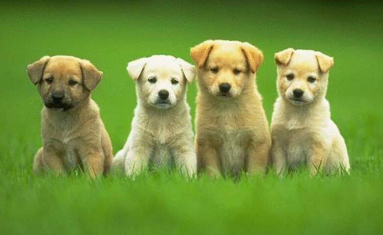 Cute puppies best sale to buy